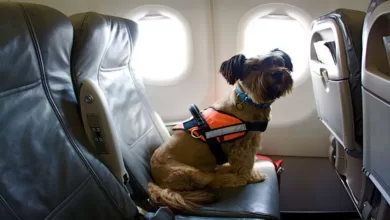5 cosas que debes tener en cuenta al viajar con mascotas