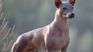 El Xoloescuincle: una joya de la cultura mexicana