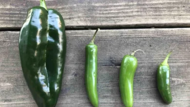 Chiles mexicanos: ¡Picantes y deliciosos! 18 Chiles mexicanos: ¡Picantes y deliciosos!