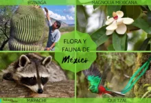 Conociendo las especies endémicas de México 4 Conociendo las especies endémicas de México