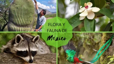 Conociendo las especies endémicas de México