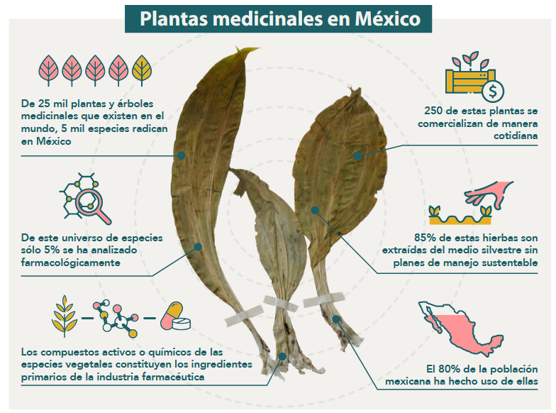 Contribuciones mexicanas a la medicina tradicional 1 Contribuciones mexicanas a la medicina tradicional
