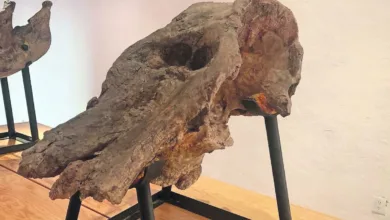 Descubre la diversidad paleontológica de Hidalgo 15 Descubre la diversidad paleontológica de Hidalgo