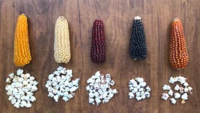 Diferentes presentaciones del maíz en la mesa mexicana