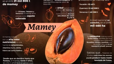 Dónde encontrar mamey en México 5 Dónde encontrar mamey en México