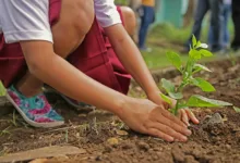 Educación ambiental en México 4 Educación ambiental en México
