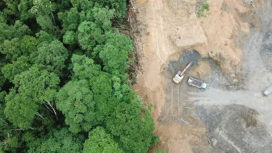 El impacto de la deforestación en la biodiversidad