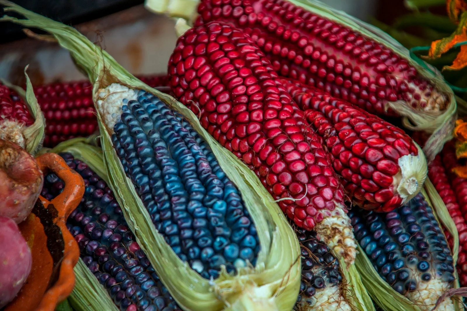 El maíz: el rey de la gastronomía mexicana 1 El maíz: el rey de la gastronomía mexicana
