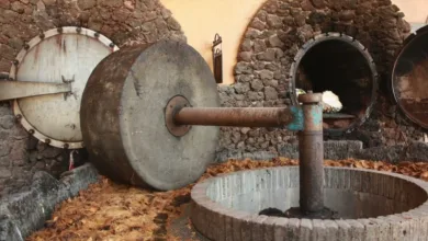 El tesoro oculto del mezcal 9 El tesoro oculto del mezcal