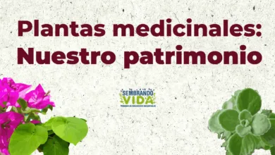 El uso de las hierbas medicinales en México 10 El uso de las hierbas medicinales en México