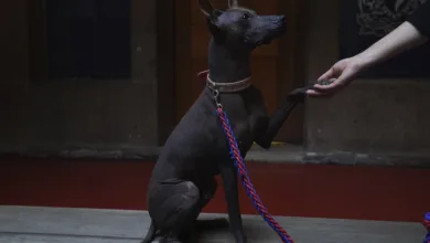El Xoloitzcuintle: Perro Sagrado de los Xoloitzcuintles