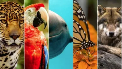 Especies en peligro de extinción en México 8 Especies en peligro de extinción en México