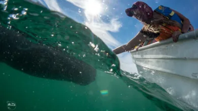 Expediciones de avistamiento de ballenas en Baja California 7 Expediciones de avistamiento de ballenas en Baja California