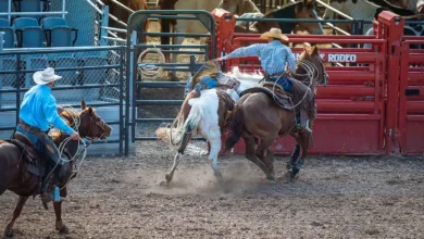 Experiencia de un talabartero en León 4 Experiencia de un talabartero en León