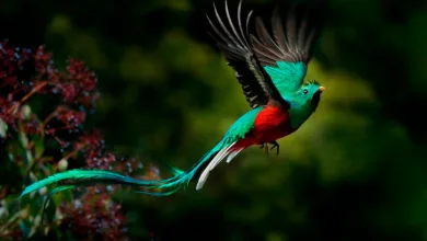 Explorando la diversidad biológica de México 11 Explorando la diversidad biológica de México