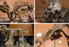 Hallazgos paleontológicos en México