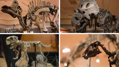 Hallazgos paleontológicos en México 3 Hallazgos paleontológicos en México