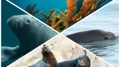 La biodiversidad marina en las costas mexicanas 7 La biodiversidad marina en las costas mexicanas