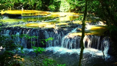 La exuberante selva de Lacandona 8 La exuberante selva de Lacandona