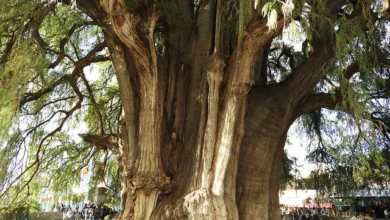 La historia del árbol de Tule en Oaxaca 6 La historia del árbol de Tule en Oaxaca