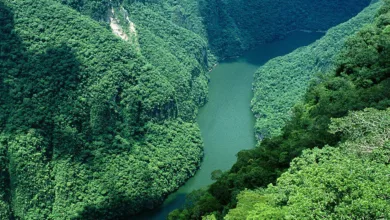 La riqueza natural de las selvas mexicanas 9 La riqueza natural de las selvas mexicanas