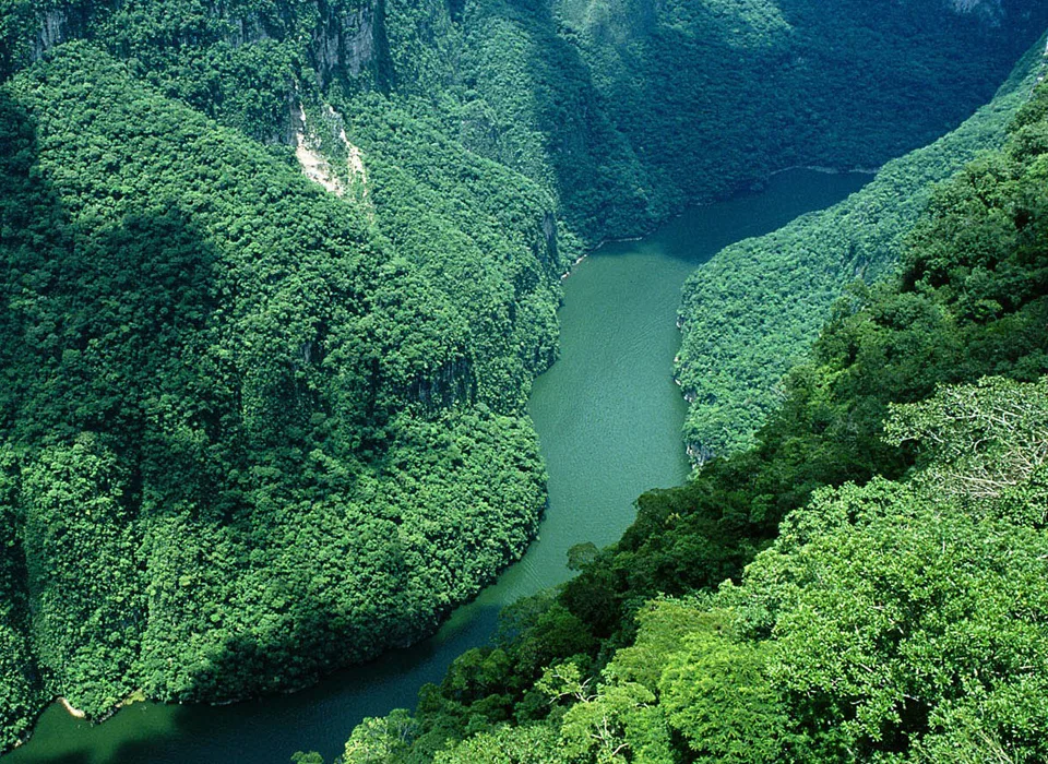 La riqueza natural de las selvas mexicanas 1 La riqueza natural de las selvas mexicanas