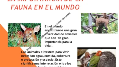 Las prácticas de conservación de la fauna silvestre 10 Las prácticas de conservación de la fauna silvestre