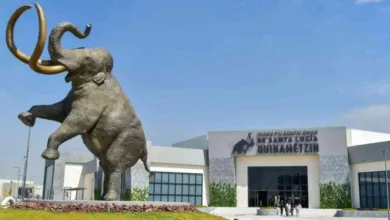 Museo del Mamut en la Ciudad de México 10 Museo del Mamut en la Ciudad de México