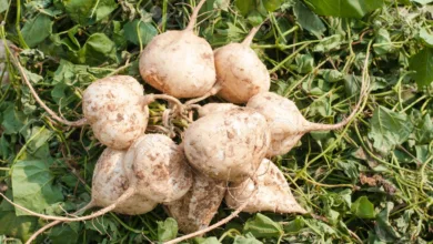 Origen y variedades de la jícama 11 Origen y variedades de la jícama