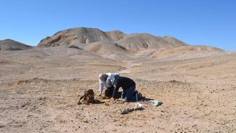 Restos fósiles en el Desierto de Sonora 1 Restos fósiles en el Desierto de Sonora