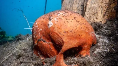 Tesoros naturales subacuáticos mexicanos 8 Tesoros naturales subacuáticos mexicanos