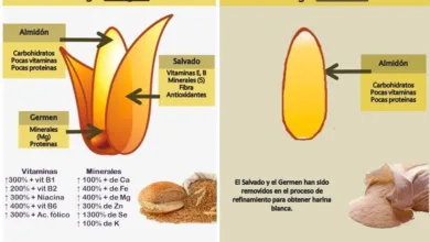 Trigo integral vs. trigo refinado: ¿cuál es mejor para la salud? 9 Trigo integral vs. trigo refinado: ¿cuál es mejor para la salud?