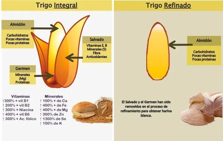 Trigo integral vs. trigo refinado: ¿cuál es mejor para la salud? 1 Trigo integral vs. trigo refinado: ¿cuál es mejor para la salud?